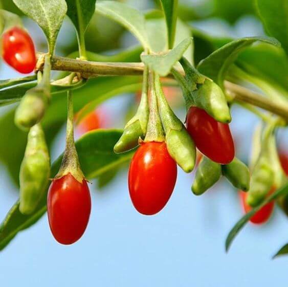 میوه لیسیوم چینی در محصول فوراور لیسیوم پلاس