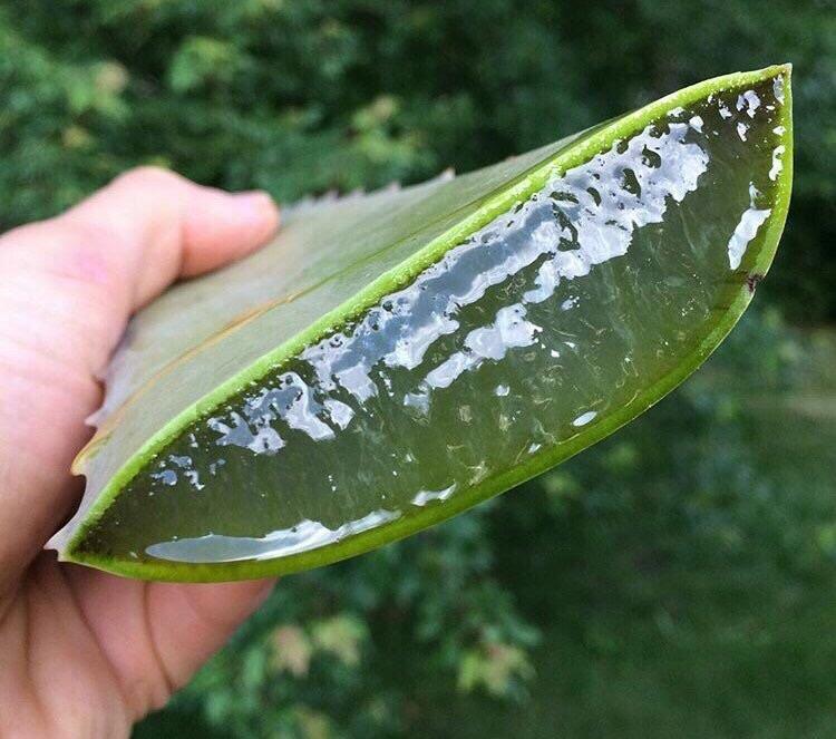 محصولات فوراور برپایه آلوئه ورای خالص