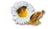 گرده زنبور عسل طبیعی